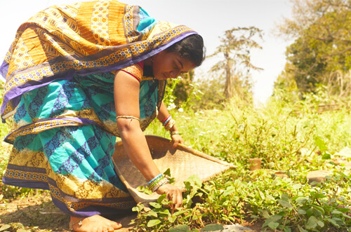 Support Kitchen Gardens